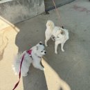 뽀뽀애견농장 | [공지] 부산 근교 양산 원동 강아지동반/애견동반 딸기 체험 내돈내산 후기/동방 딸기