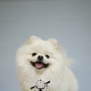 한강펫살롱 이미지