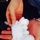 강아지놀이터 이미지