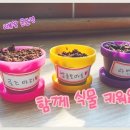 집안 분위기 살리는 화초기르기 이미지