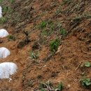 상내농장 | 호박재배 방법