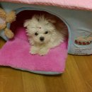 뿌나애견 이미지