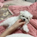 한성동물병원 이미지