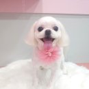 펫살롱 꽃단장 이미지