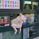 어서오개 이미지