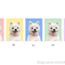 두부네사진관