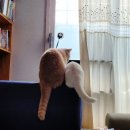 우다다냥 | 사용리뷰 (rescue remedy, 바흐 레스큐 레머디, 고양이 스트레스, 분리불안, 고양이 놀랐을 때, 우다다냥)