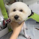 그루밍나인 이미지