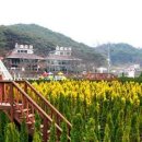 미로농장 이미지