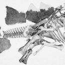 스테고사우루스-2 이미지