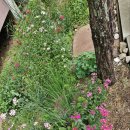 동네누나 이미지