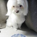 진라이프 | 강아지 눈물 없애는데 도움이 되는 포르스트 사료