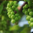 청포도 이미지