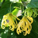 일랑일랑 이미지