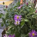 쑥부쟁이 이미지