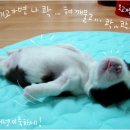 이삐