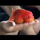 금붕농장 이미지