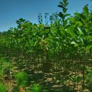 다목농장 이미지