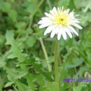 하얀민들레 이미지