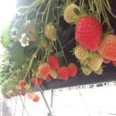 순이농장 이미지