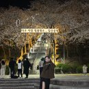 대구야경벚꽃명소 침산공원 주차 개화상황