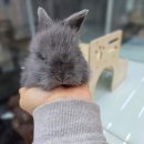 펫엔글라이더본점&로던트클럽 광주 네이버블로그