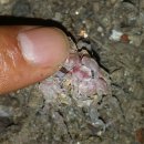 바위솔 와송(2) 이미지