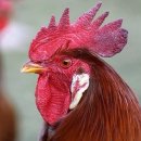 청구농장 네이버블로그