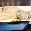 올스타동물의료센터 이미지