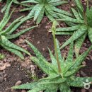 알로에테마파크 이미지