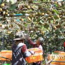 김진근농장 이미지