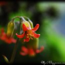 꽃의 노래 이미지