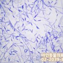 마인동물의료센터 이미지