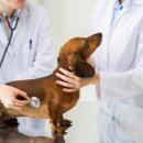 하이동물병원 이미지