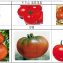 토마토의 기원과 특성