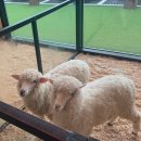 애니멀클럽 이미지