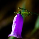 금강초롱 이미지