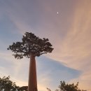 꿈꾸는 나무 도서관 이미지