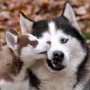 날으는 동물병원 이미지