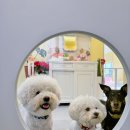 허니바우 이미지