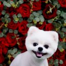 어반독스 이미지