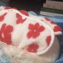 봄날동물병원 이미지