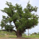 장덕리은행나무 이미지