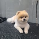 강남애니동물병원 이미지