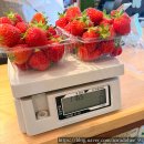 모래벌농장 | 인천 아기랑_딸기 수확 체험 농장 🍓딸기의 하루🍓_방문 후기