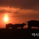 다산올축산