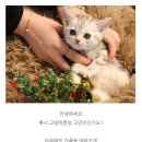 도그마루 강아지고양이 안양점 이미지