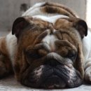 강아지 와요와요 이미지