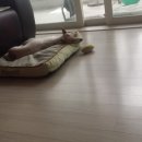 피피푸푸 이미지