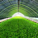 김진규농장 이미지